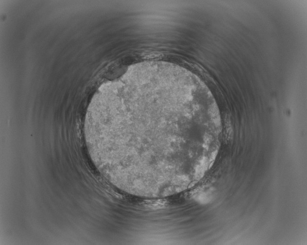 X0000067470667200605051648