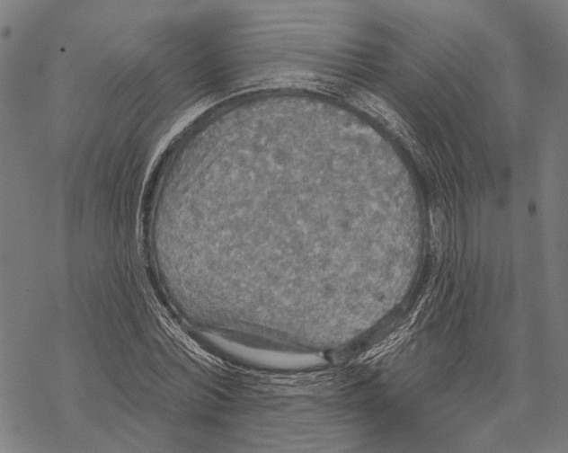 X0000067470780200605051646