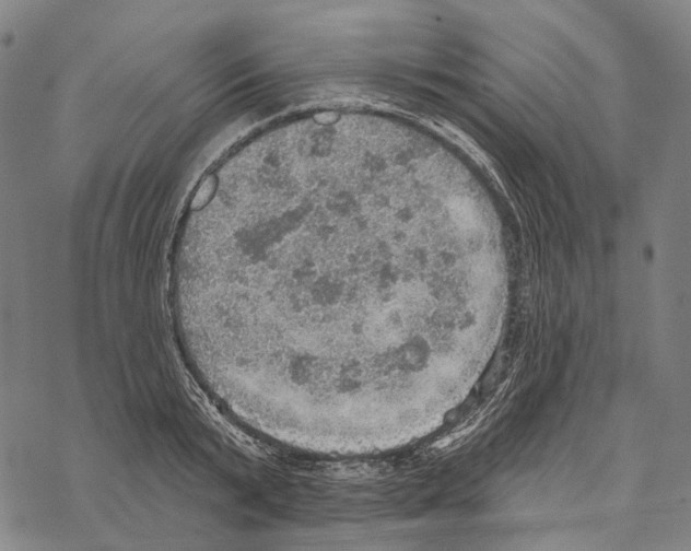 X0000067470799200605051646