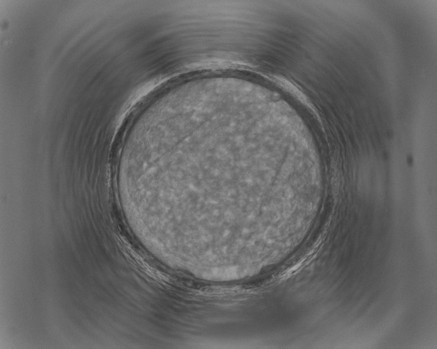 X0000067470831200605051645