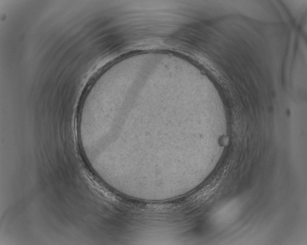 X0000067470840200605051645