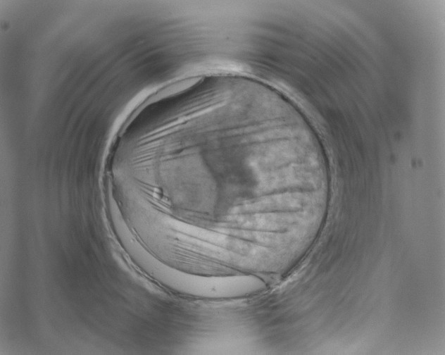 X0000067470864200605051645