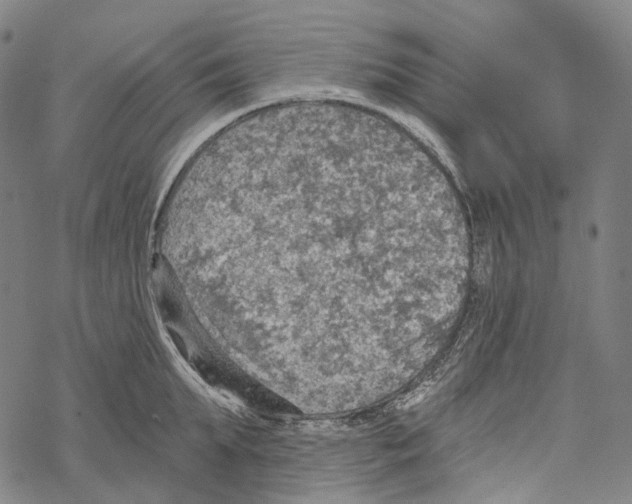 X0000067470903200605051644