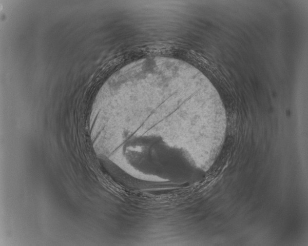 X0000067470913200605051643