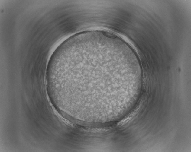 X0000067470951200605051644