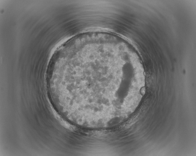 X0000067470995200605051642