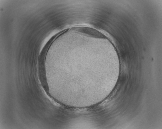 X0000067471006200605051642