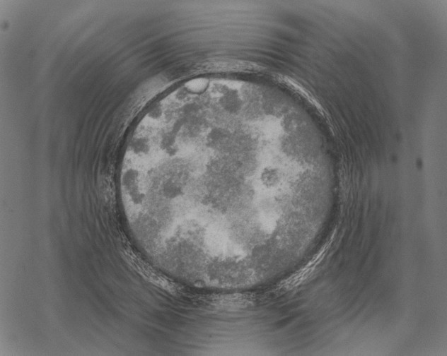 X0000067471025200605051642