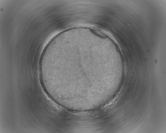 X0000067471048200605051642