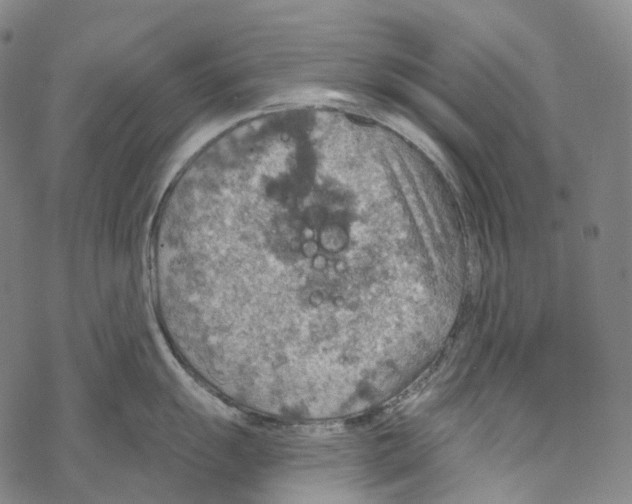 X0000067471055200605051642