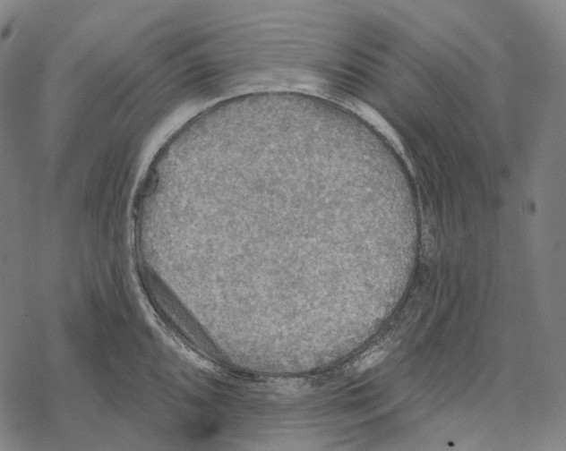 X0000067471096200605051641