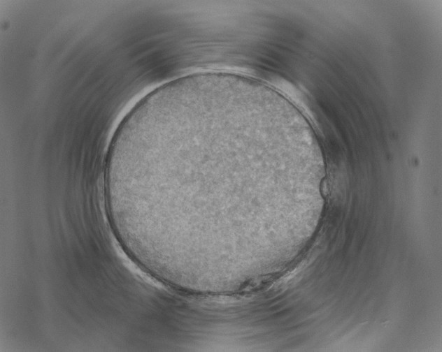 X0000067471100200605051641