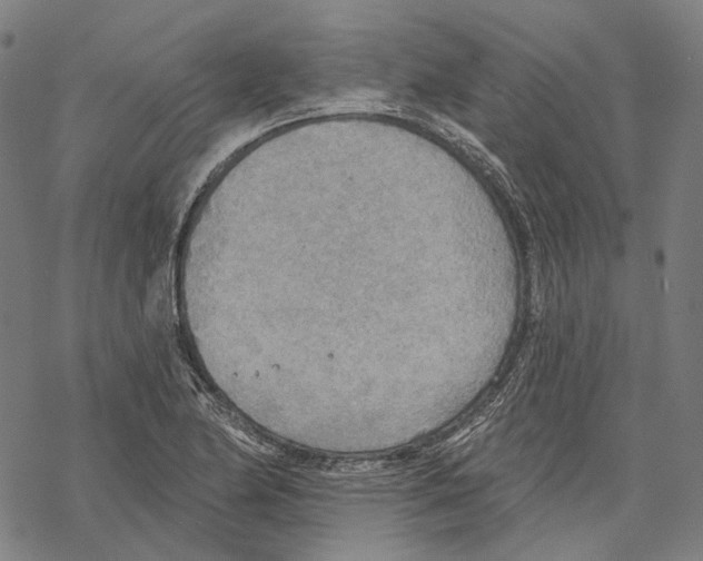 X0000067471174200605051639