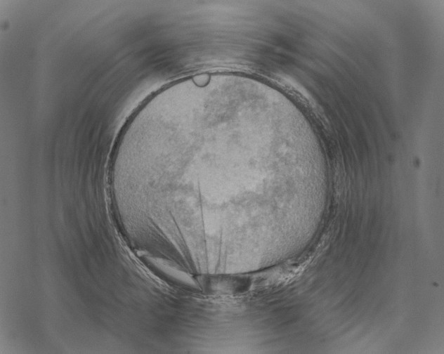 X0000067471182200605051639