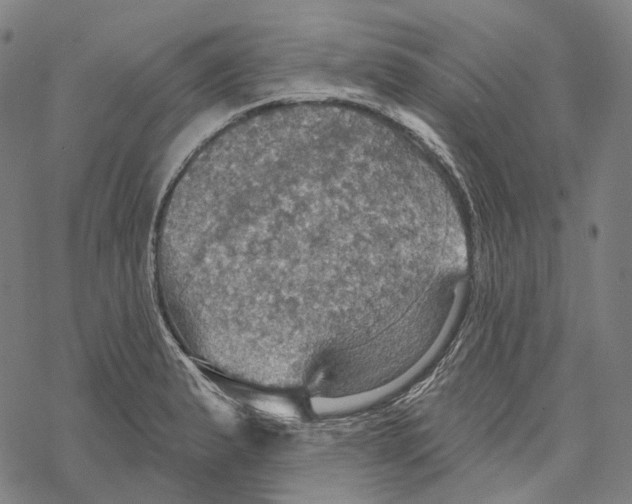 X0000067471183200605051639