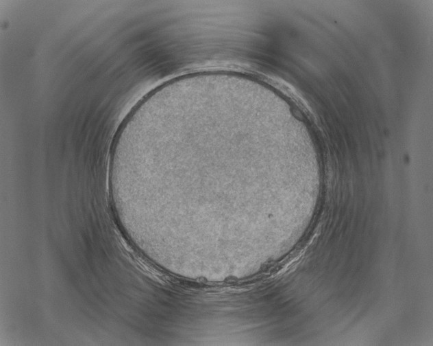 X0000067471228200605051639