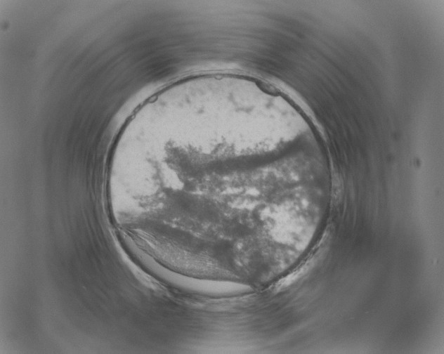 X0000067471245200605051639