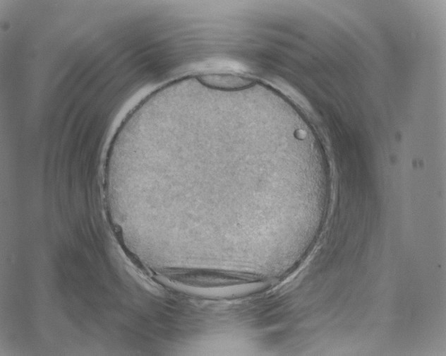 X0000067471248200605051639