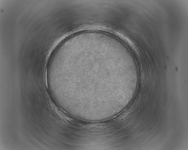 X0000067471272200605051638