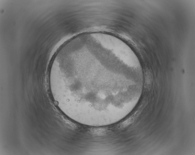 X0000067471278200605051638