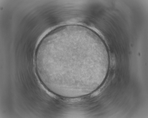 X0000067471294200605051637