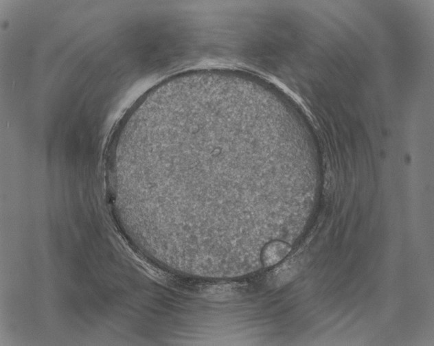 X0000067471367200605051636