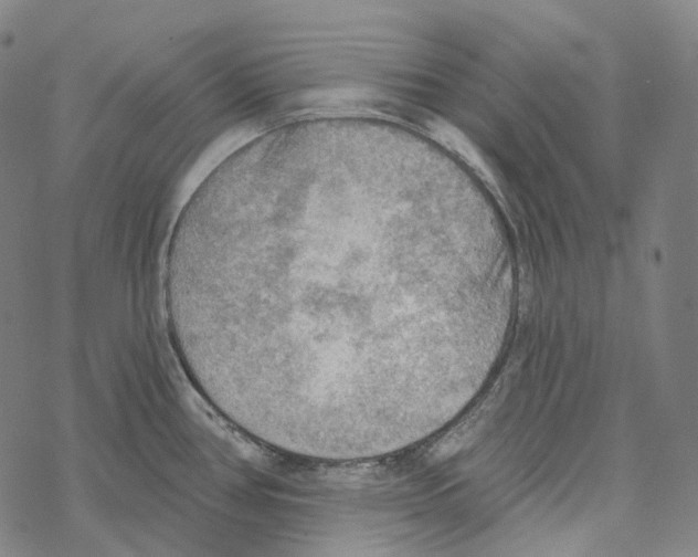 X0000067471386200605051636