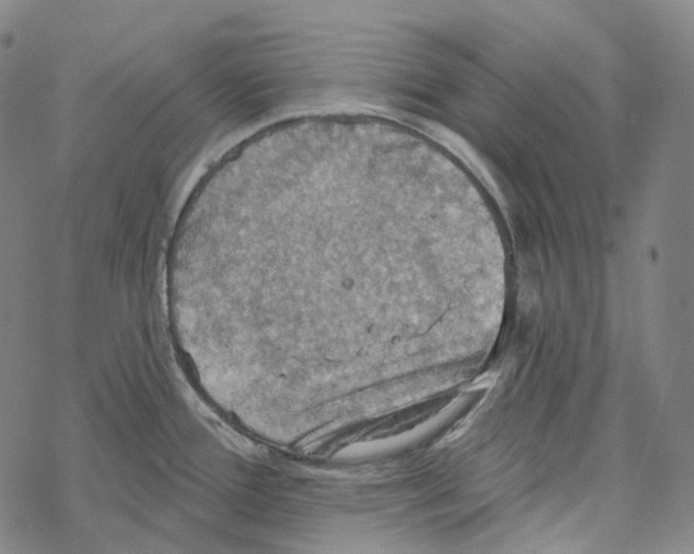 X0000067471388200605051636