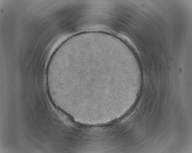 X0000067471424200605051636