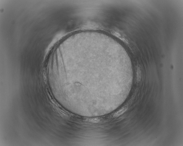 X0000067471454200605051635