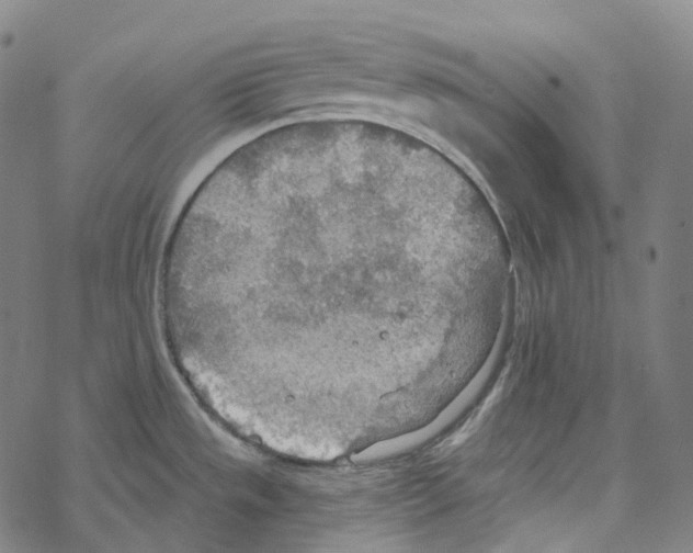 X0000067471533200605051634