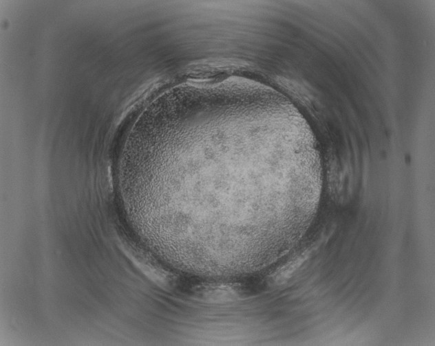 X0000067480254200604071146