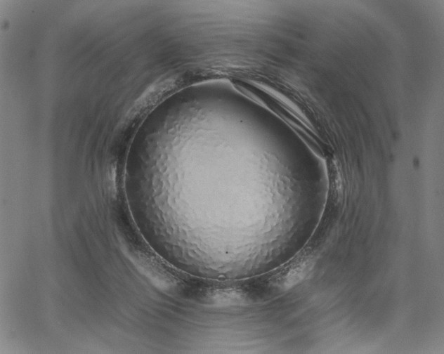 X0000067480262200604071146