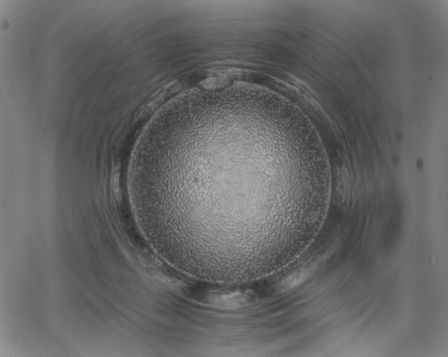 X0000067480267200604071146