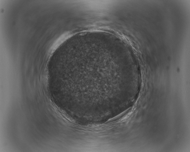 X0000067480295200604071146