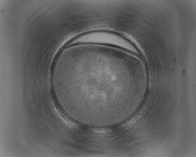 X0000067480439200604071143