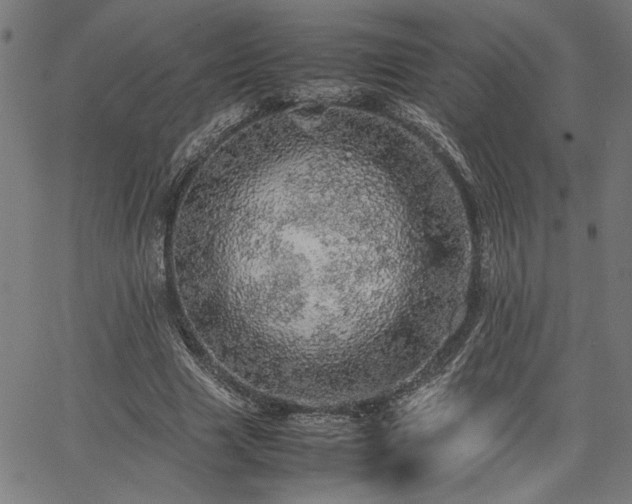 X0000067480633200604071140