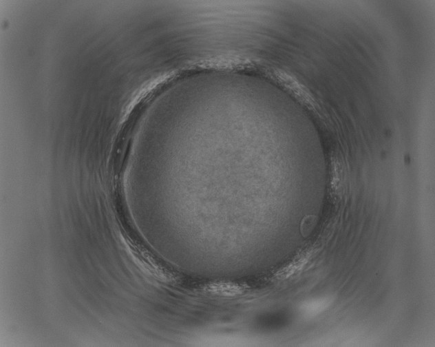 X0000067480636200604071140