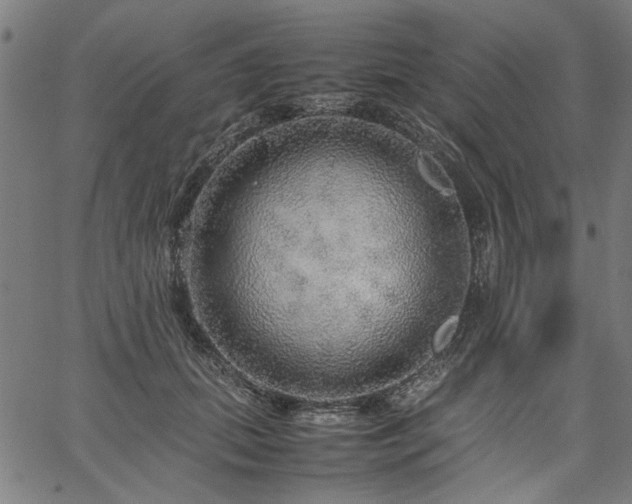 X0000067480655200604071140