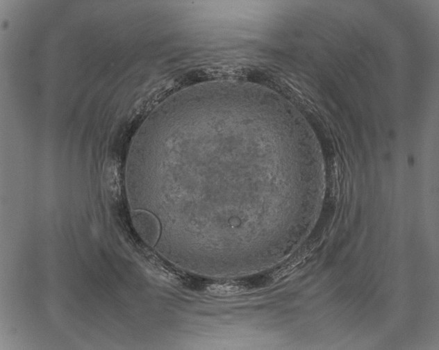 X0000067480699200604071139