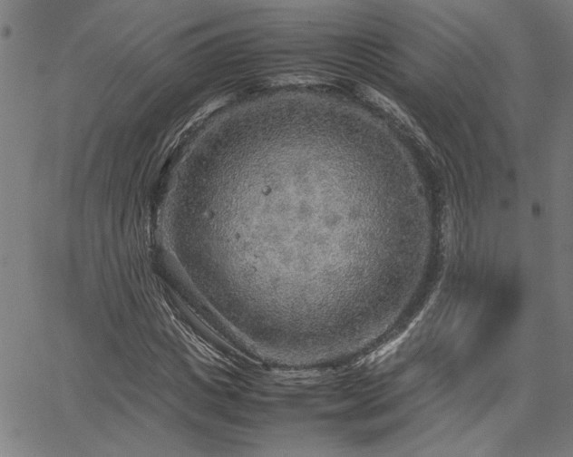 X0000067480825200604071136