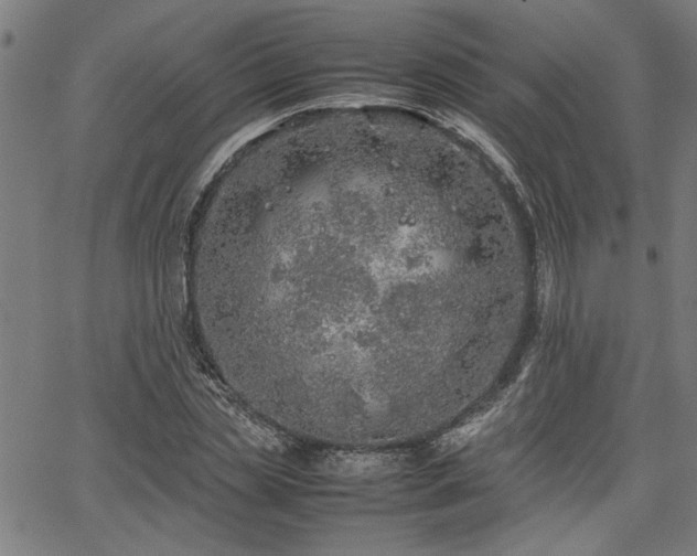 X0000067480829200604071136