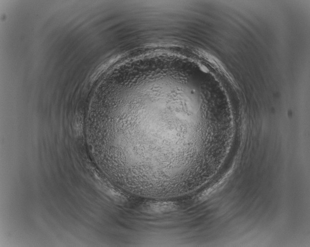 X0000067480833200604071137