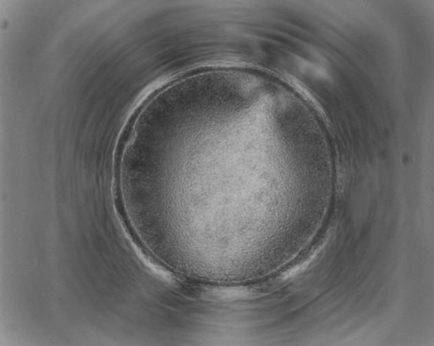 X0000067480845200604071137