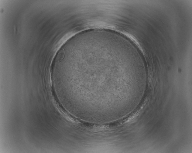 X0000067480887200604071136