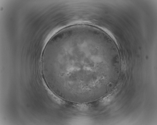 X0000067480911200604071135