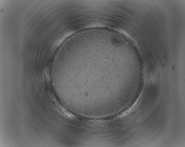 X0000067480929200604071135