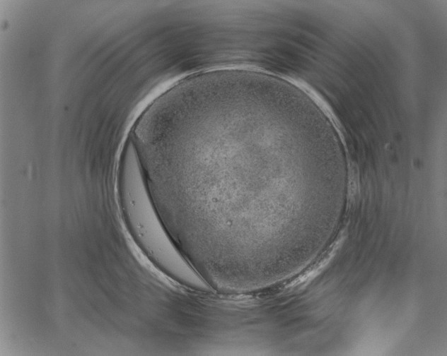 X0000067480957200604071135