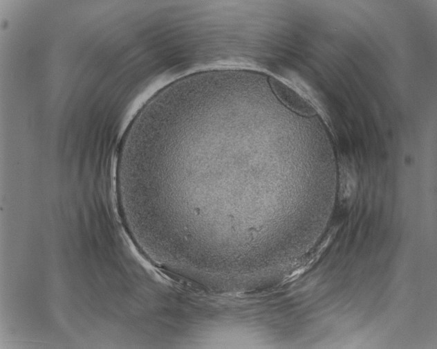 X0000067481006200604071134