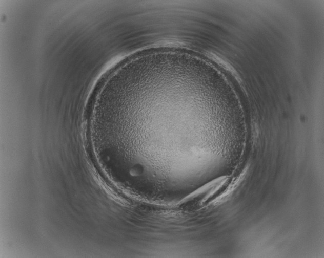 X0000067481029200604071133